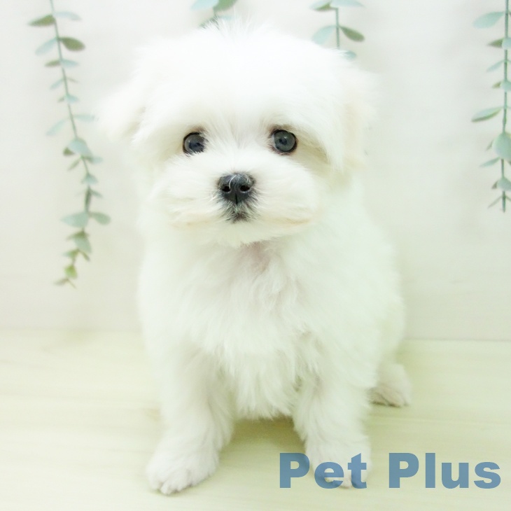 マルチーズの写真2