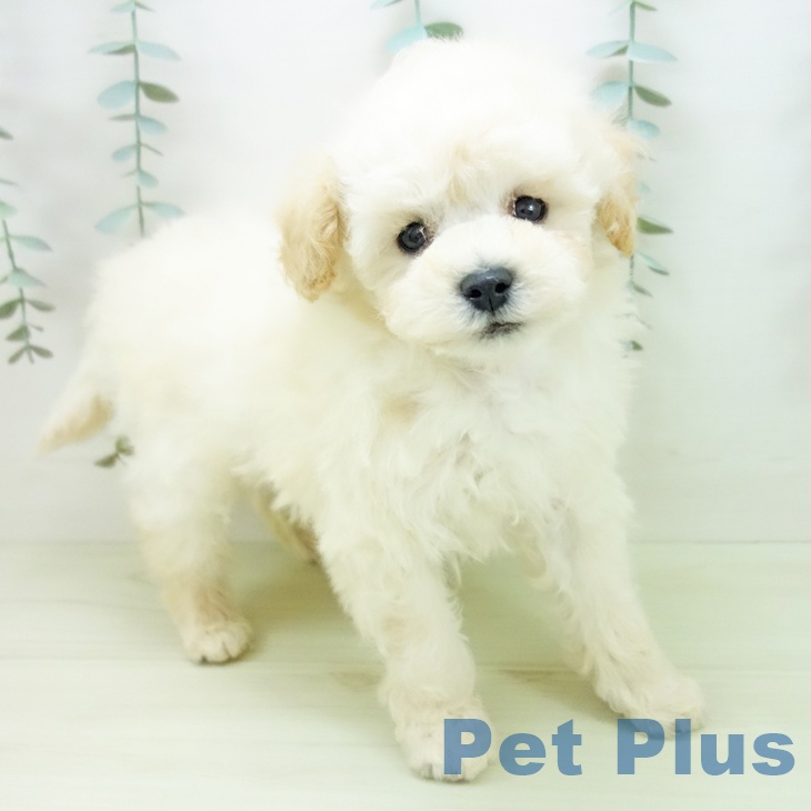 富山県のトイプードル(トイ) (ペットプラス 高岡店/2025年12月11日生まれ/男の子/クリーム)の子犬の1枚目の画像