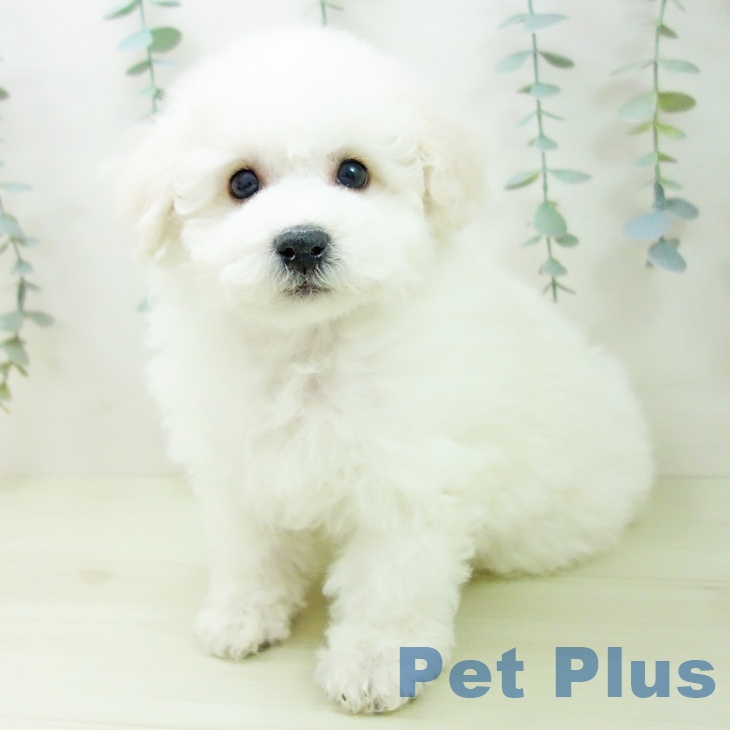 ビション・フリーゼ