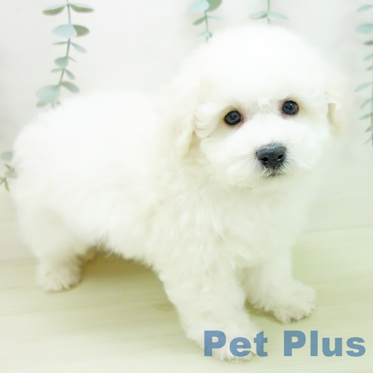 ビション・フリーゼの写真2