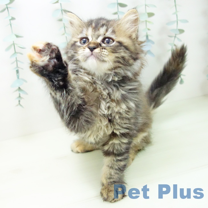 愛知県のラガマフィン (ペットプラス 千種店/2025年12月11日生まれ/女の子/ブラウンパッチドタビー)の子猫の2枚目の画像