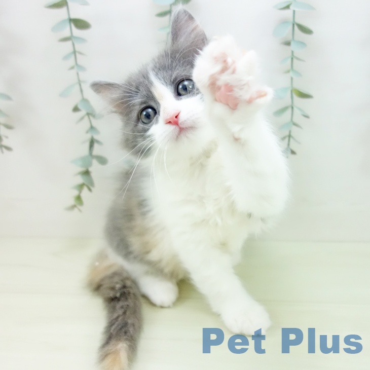 ラガマフィンの写真2