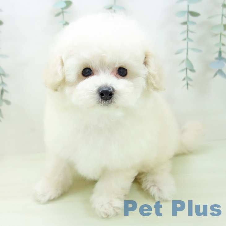 トイ・プードル