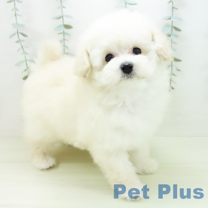 トイ・プードルの写真2