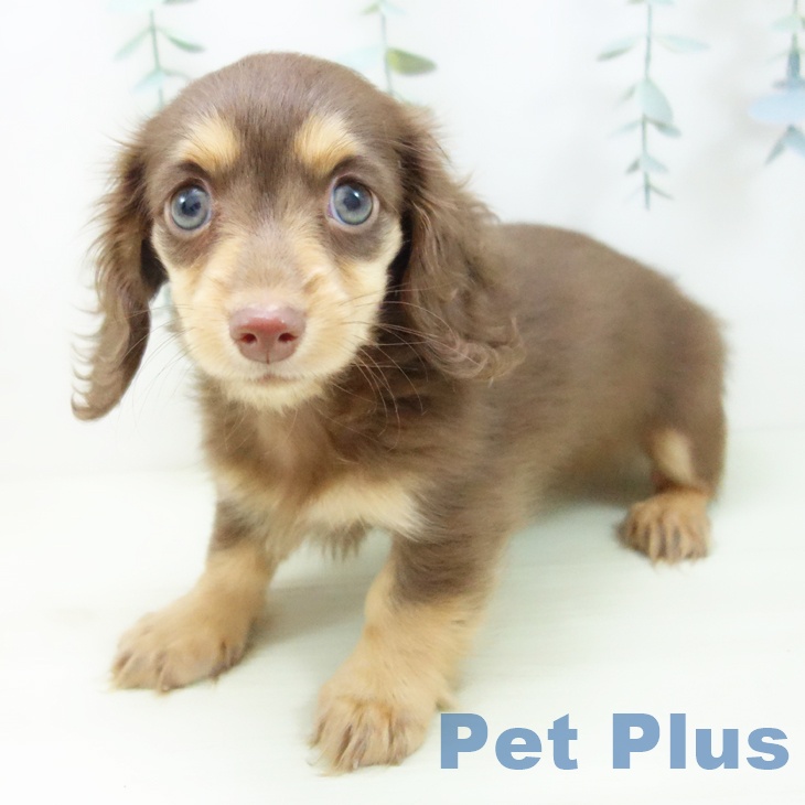 カニーンヘン・ダックスフンドの写真2