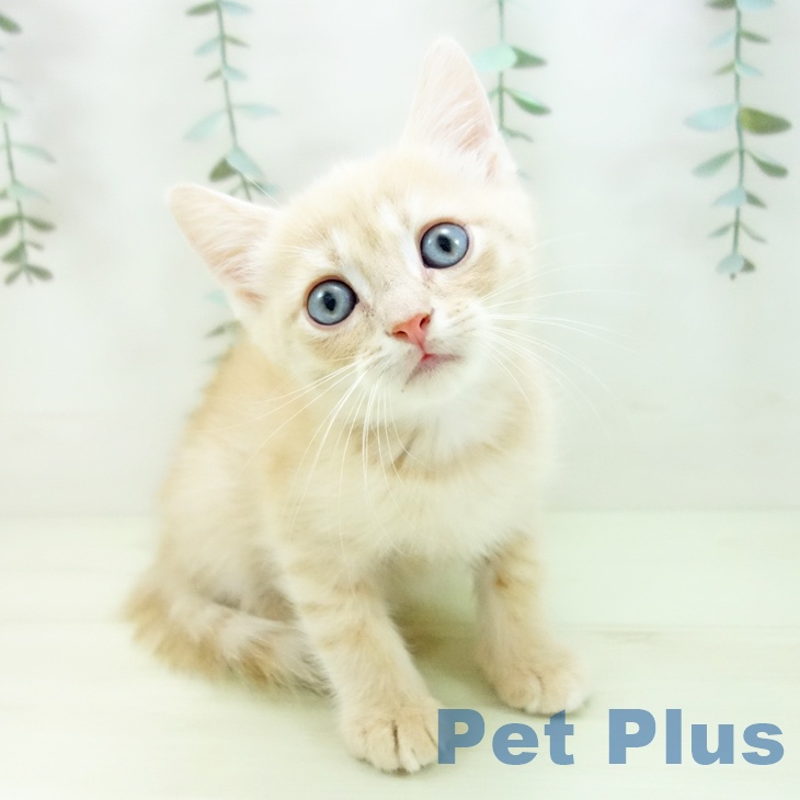 石川県のマンチカン (ペットプラス 新小松店/2025年12月2日生まれ/男の子/クリームタビー)の子猫の1枚目の画像