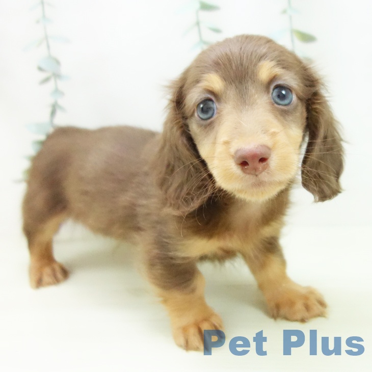 カニーンヘン・ダックスフンド