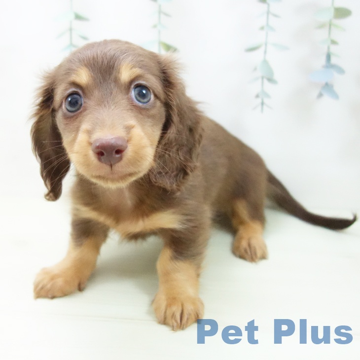 カニーンヘン・ダックスフンドの写真2