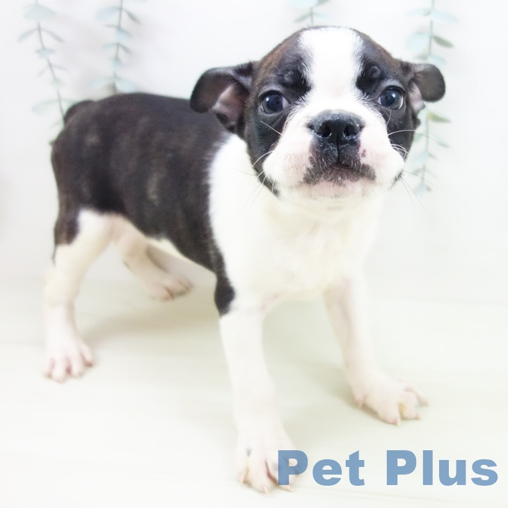 ボストン・テリア