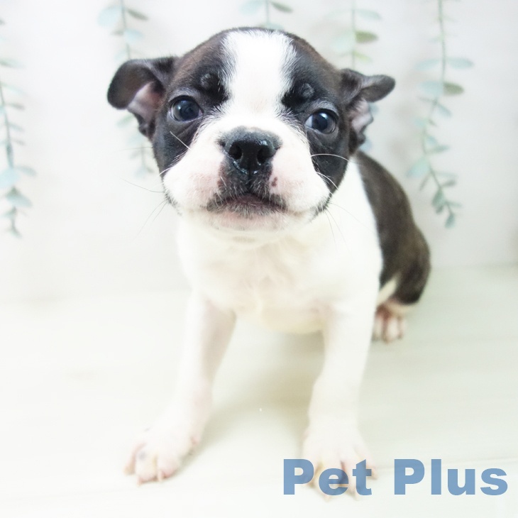 ボストン・テリア