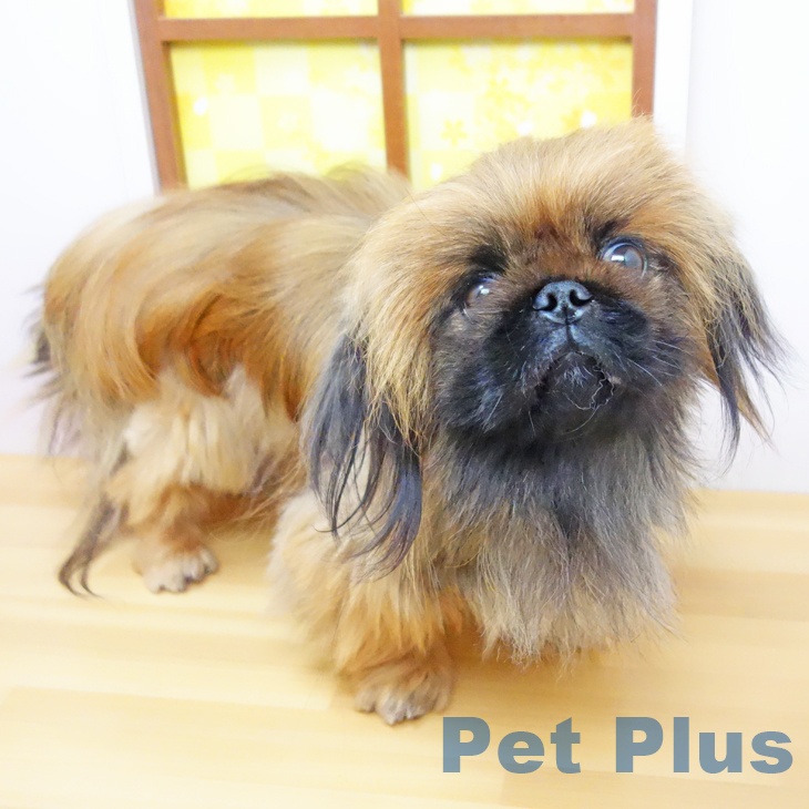 ペキニーズの写真2