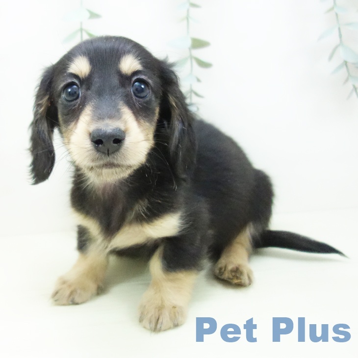 ミニチュア・ダックスフンドの写真2