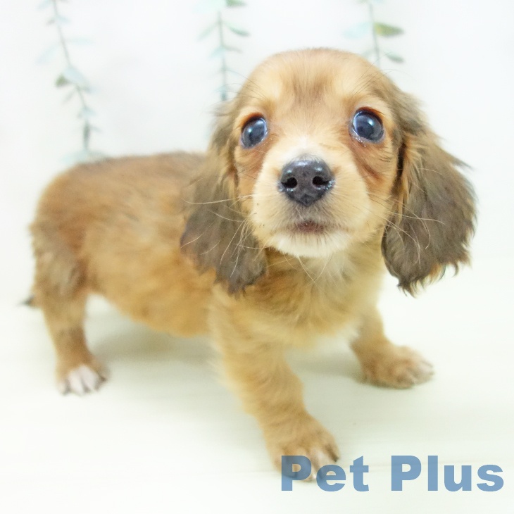 ミニチュア・ダックスフンド