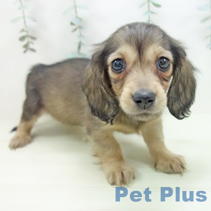 ミニチュア・ダックスフンド