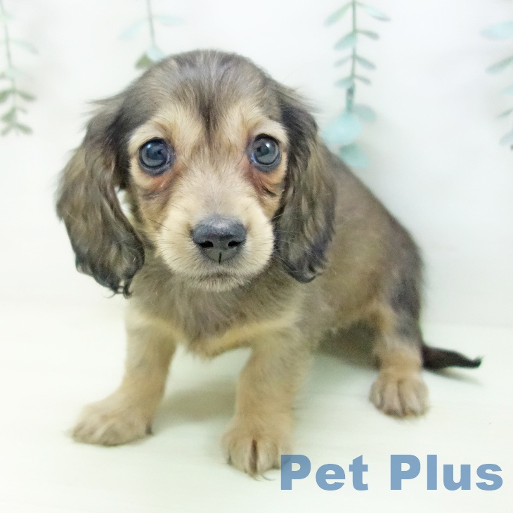 ミニチュア・ダックスフンドの写真2