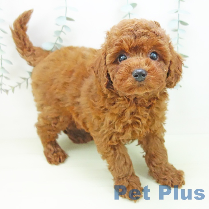 トイ・プードル