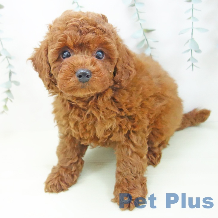 トイ・プードルの写真2