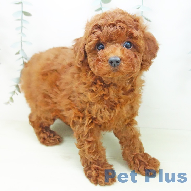 トイ・プードル