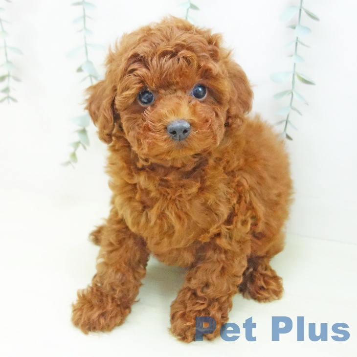 トイ・プードルの写真2