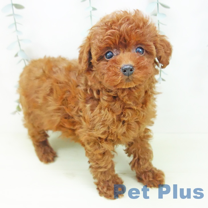 トイ・プードル