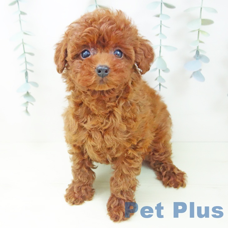 トイ・プードルの写真2