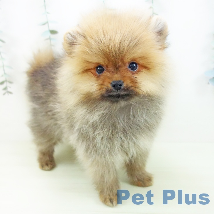 愛知県のポメラニアン (ペットプラス ナゴヤドーム前店/2025年12月7日生まれ/男の子/オレンジ)の子犬の1枚目の画像