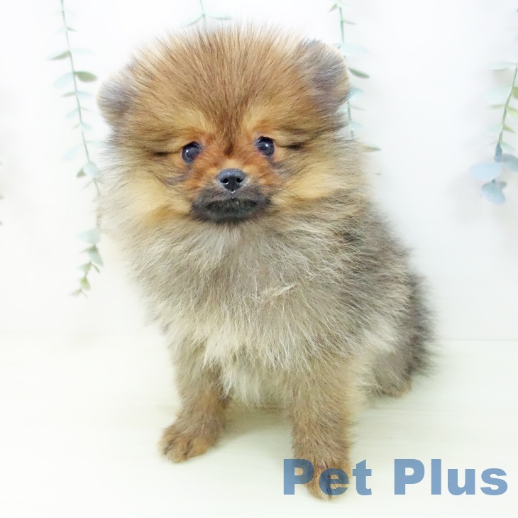 愛知県のポメラニアン (ペットプラス みなと店/2025年12月7日生まれ/女の子/オレンジ)の子犬の2枚目の画像