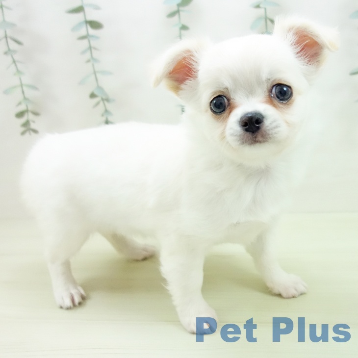 富山県のチワワ(ロング) (ペットプラス 高岡店/2025年12月12日生まれ/女の子/ホワイトクリーム)の子犬の1枚目の画像