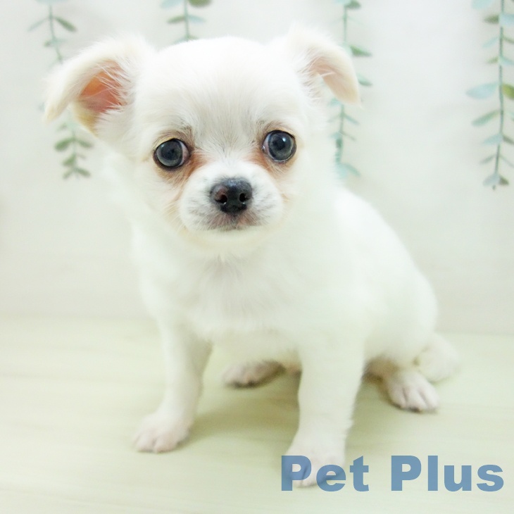 富山県のチワワ(ロング) (ペットプラス 高岡店/2025年12月12日生まれ/女の子/ホワイトクリーム)の子犬の2枚目の画像