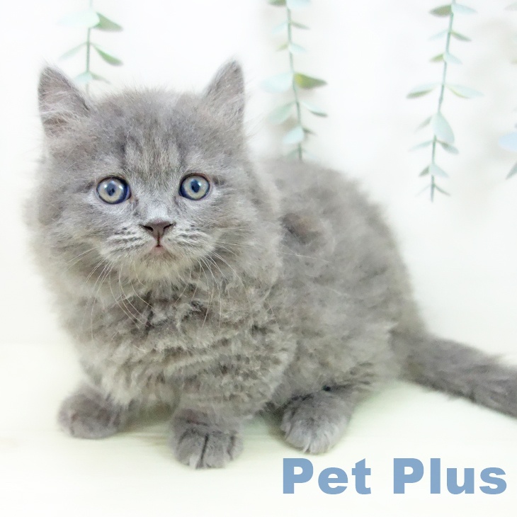 マンチカンの写真2