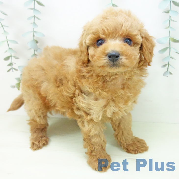 トイ・プードル