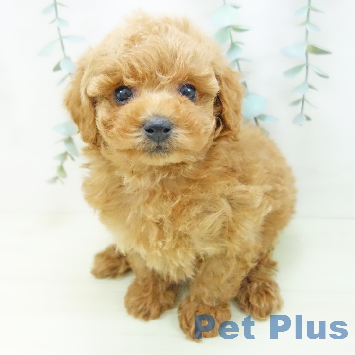 トイ・プードルの写真2