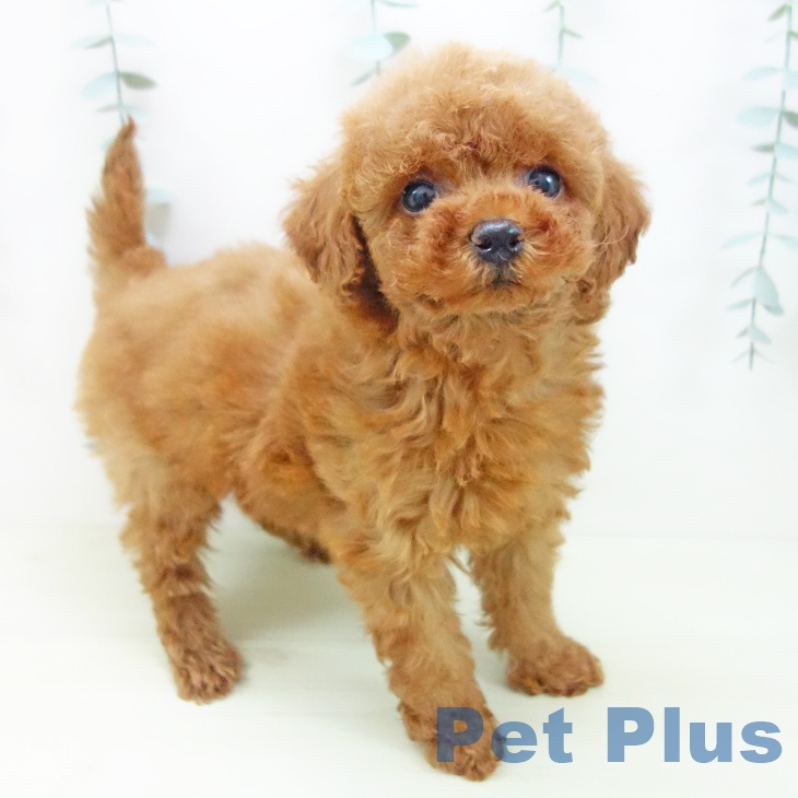 トイ・プードル