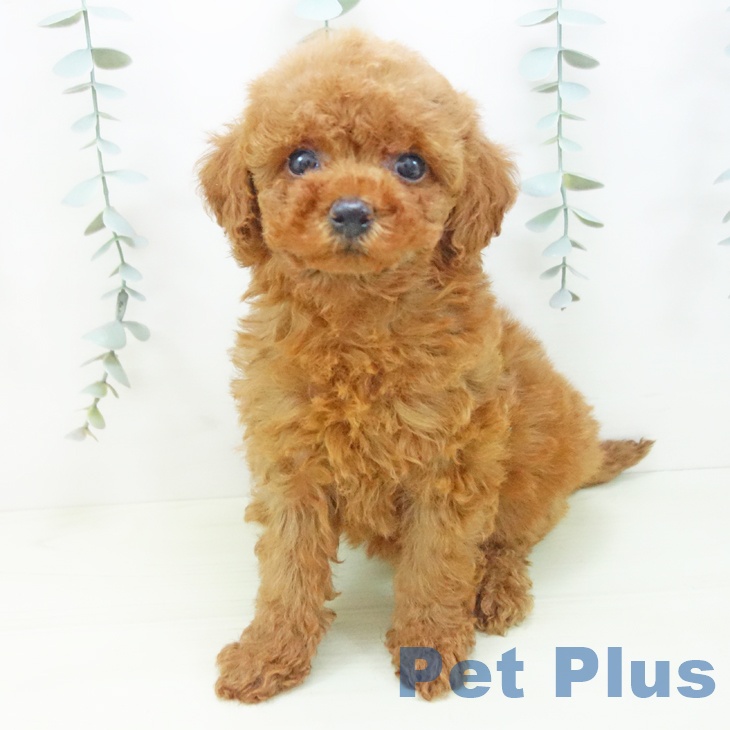 トイ・プードルの写真2