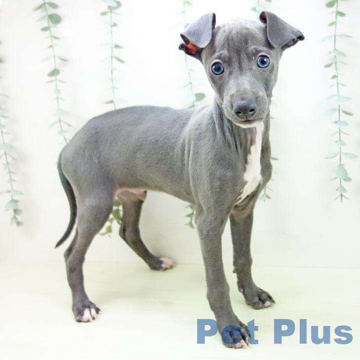 イタリアン・グレーハウンド