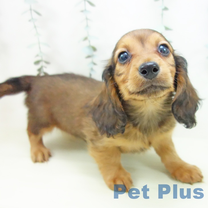 ミニチュア・ダックスフンドの写真2