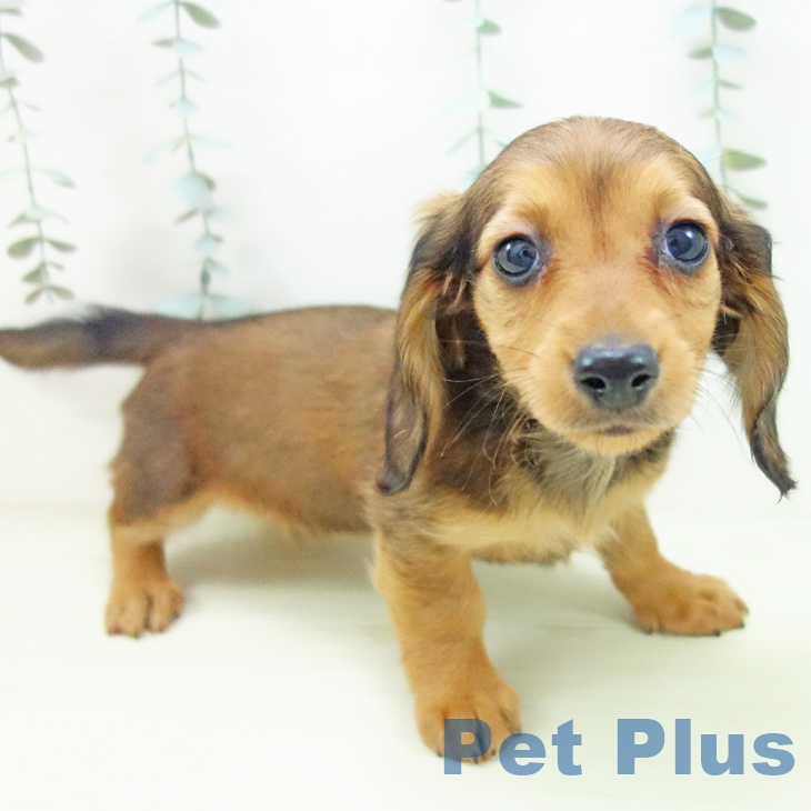 愛知県のミニチュアダックスフンド(ロング) (ペットプラス 熱田店/2025年12月11日生まれ/女の子/レッド)の子犬の1枚目の画像