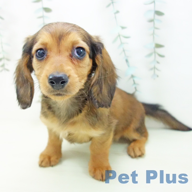 愛知県のミニチュアダックスフンド(ロング) (ペットプラス 熱田店/2025年12月11日生まれ/女の子/レッド)の子犬の2枚目の画像