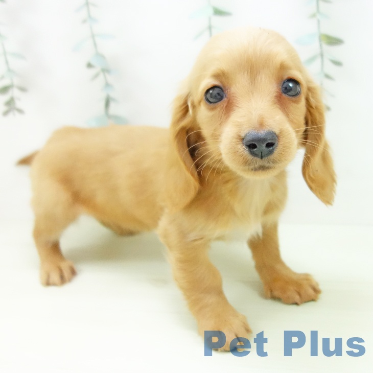 ミニチュア・ダックスフンド