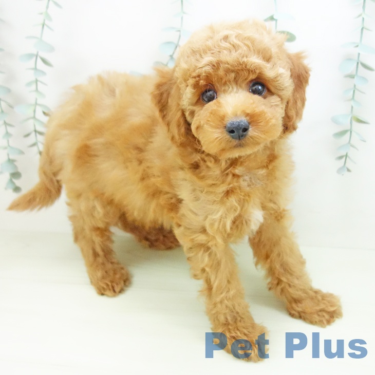 トイ・プードル