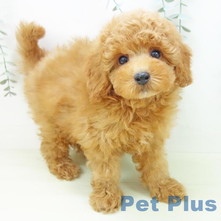 愛知県のトイプードル(トイ) (ペットプラス イオンモール豊川店/2025年12月12日生まれ/男の子/レッド)の子犬の1枚目の画像