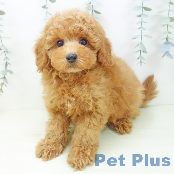 愛知県のトイプードル(トイ) (ペットプラス イオンモール豊川店/2025年12月12日生まれ/男の子/レッド)の子犬の2枚目の画像