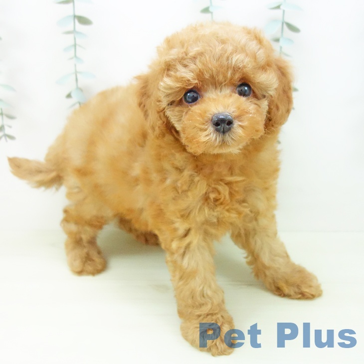 トイ・プードル