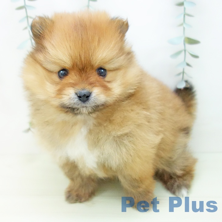 愛知県のポメラニアン (ペットプラス イオンモール長久手店/2025年12月10日生まれ/女の子/オレンジ)の子犬の1枚目の画像