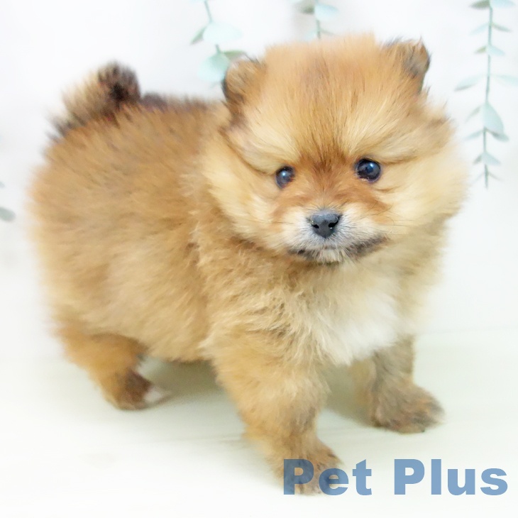 愛知県のポメラニアン (ペットプラス イオンモール長久手店/2025年12月10日生まれ/女の子/オレンジ)の子犬の2枚目の画像