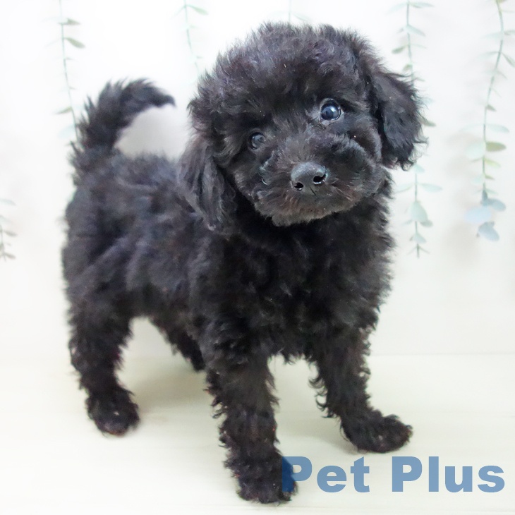 愛知県のトイプードル(トイ) (ペットプラス 千音寺店/2025年12月8日生まれ/男の子/ブラック)の子犬の2枚目の画像