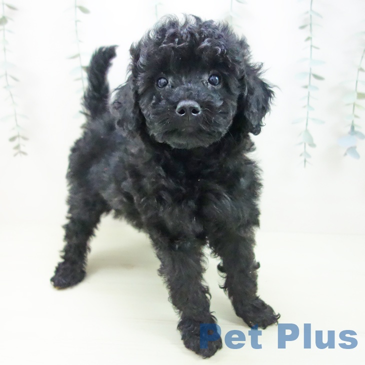 愛知県のトイプードル(トイ) (ペットプラス 豊田店/2025年12月8日生まれ/女の子/ブラック)の子犬の1枚目の画像