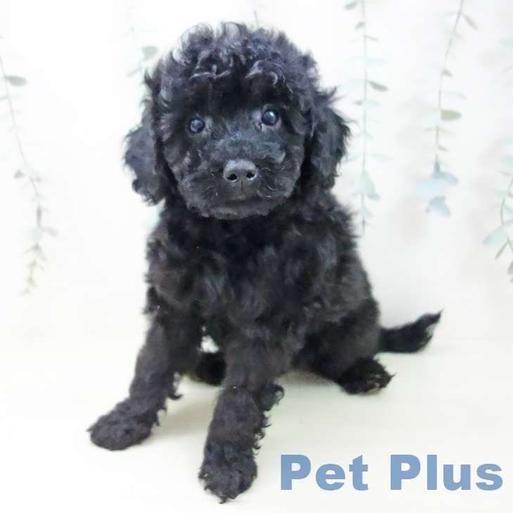 愛知県のトイプードル(トイ) (ペットプラス 豊田店/2025年12月8日生まれ/女の子/ブラック)の子犬の2枚目の画像