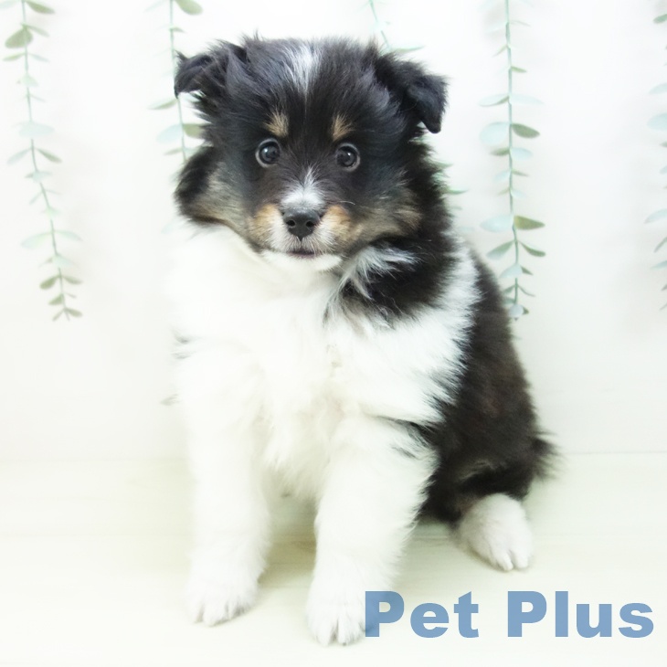 シェットランド・シープドッグの写真2