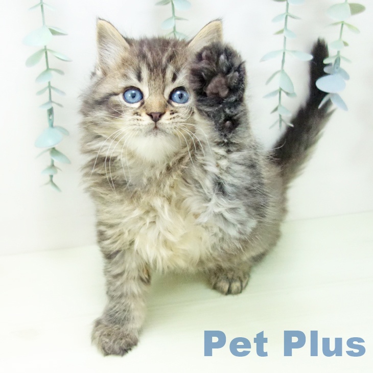 ラガマフィンの写真2